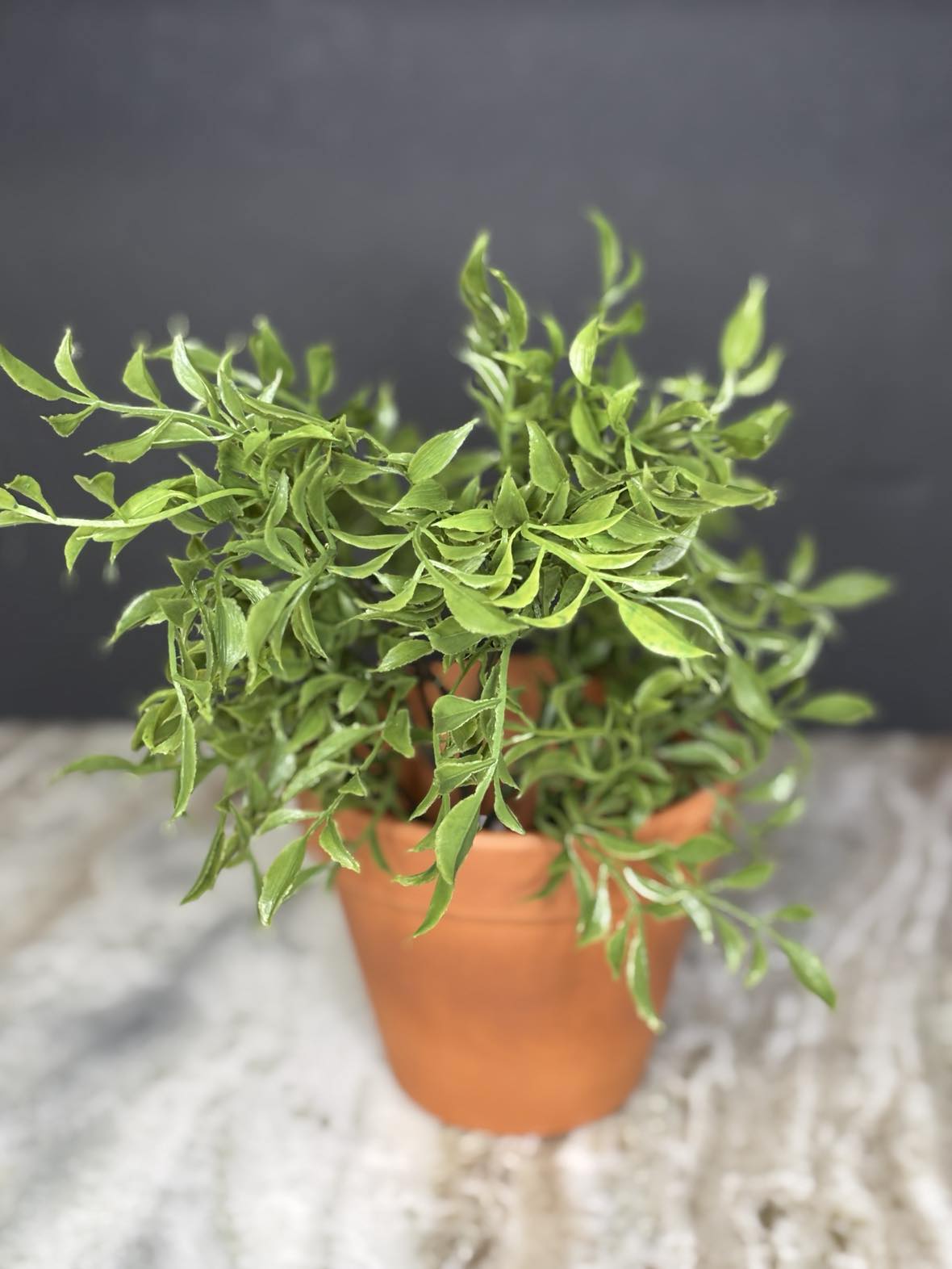 Real Touch Italian Ruscus