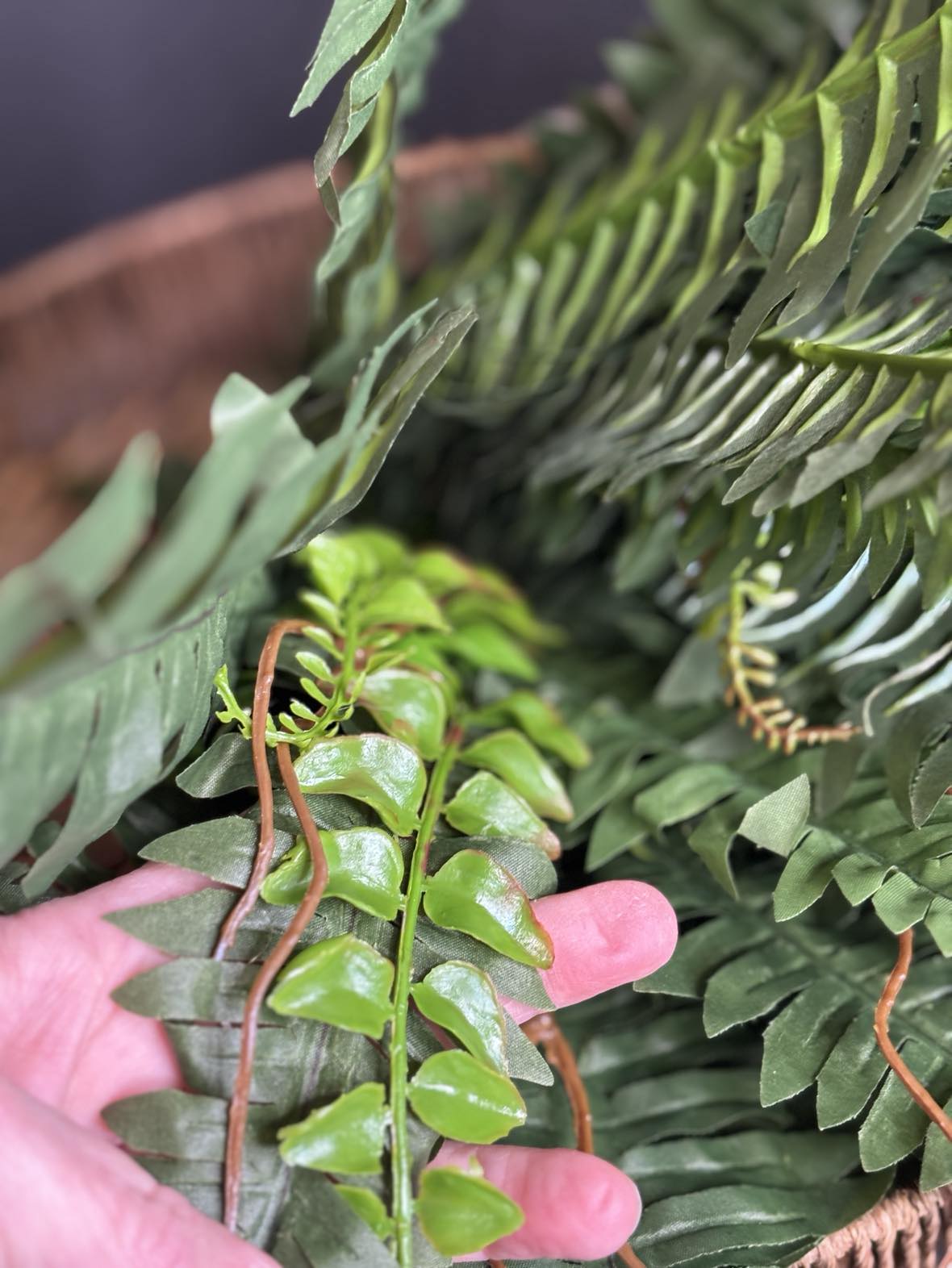 Boston Fern Bush