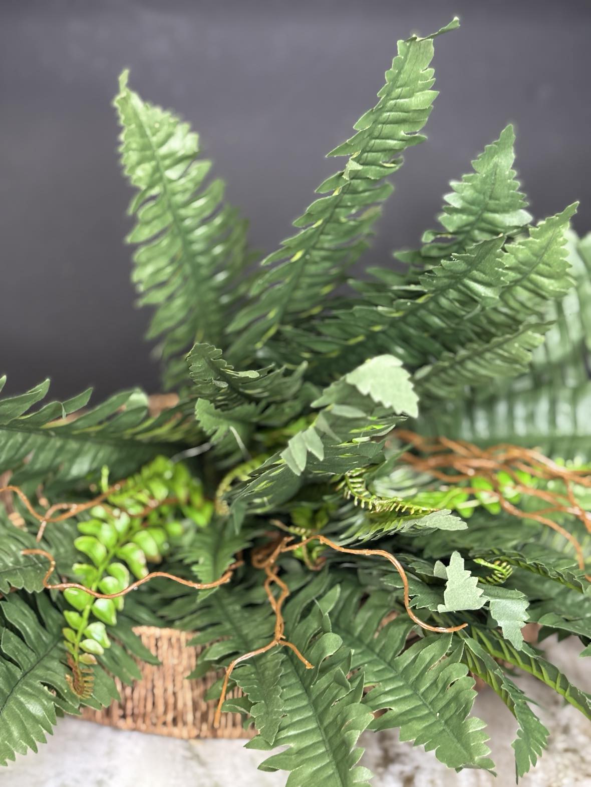 Boston Fern Bush