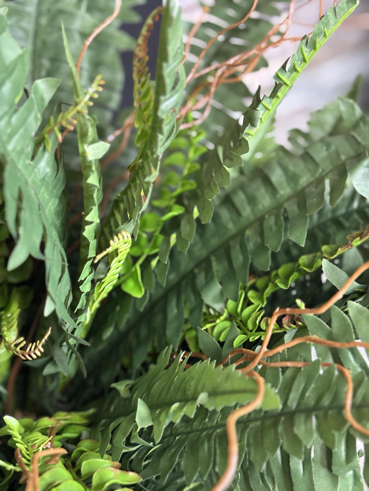 Boston Fern Bush