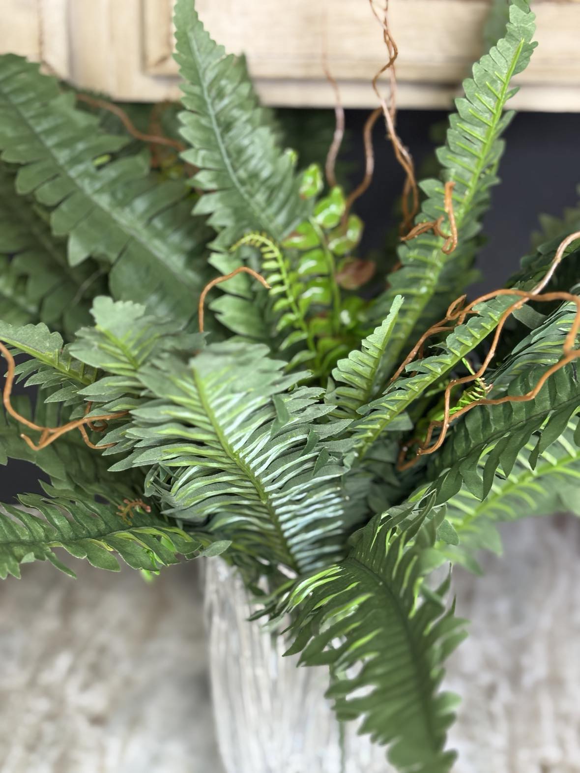 Boston Fern Bush