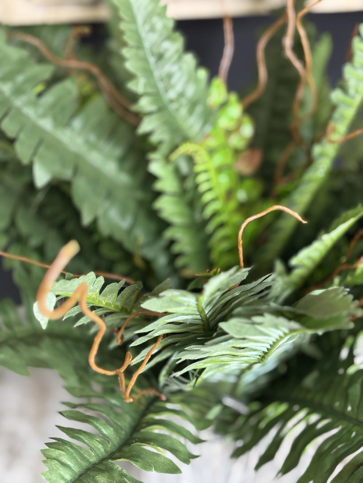 Boston Fern Bush