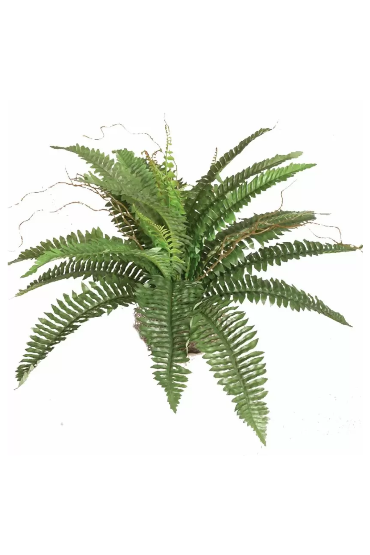 Boston Fern Bush